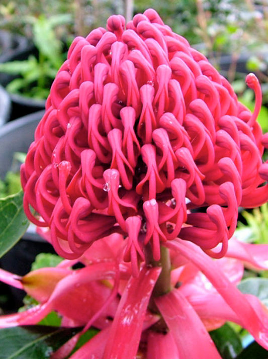 Telopea speciosissima oreades Emperors Torch TelsoET Waratah 140mm