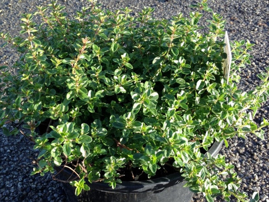 Thymus nummularius Thynum Pizza Thyme, Herb 200mm