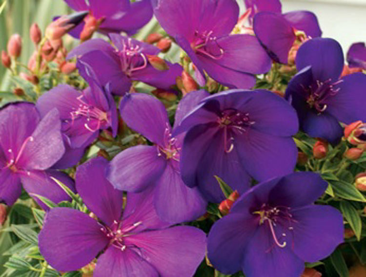 Tibouchina hybrida Groovy Baby PBR TibhybGB Dwarf Princess Flower, Lasiandra, Glory Bush 140mm