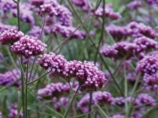 Verbena bonariensis Verbon Purple Top, South American Vervain, Argentinian Vervain 140mm