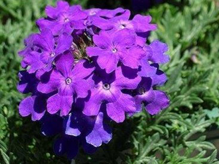 Verbena hybrida Tapien Purple Passion VerhybTPPa Vervain 140mm