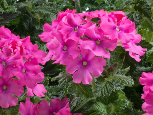 Verbena hybrida Vanessa Deep Pink VerhybVDP Vervai 140mm