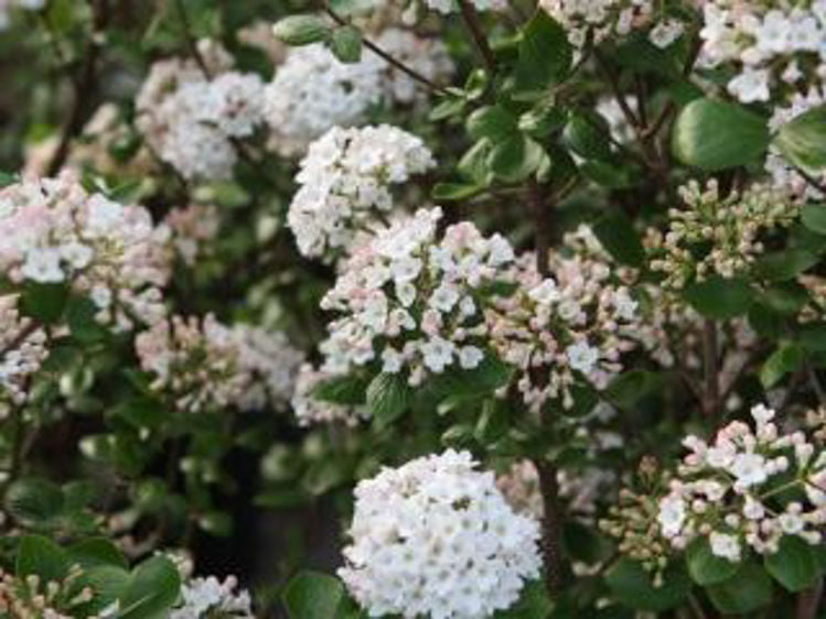 Viburnum burkwoodii Anne Russell VibburAR Burkwood Viburnum