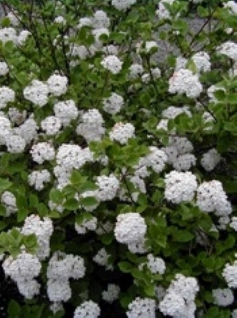 Viburnum carlesii Vibcarl Syn Solenolantana carlesii, Korean Viburnum 140mm