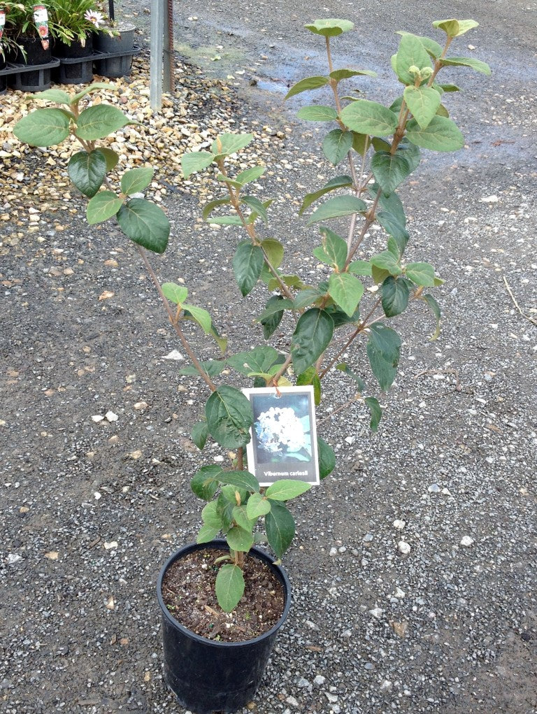 Viburnum carlesii Vibcarl Syn Solenolantana carlesii, Korean Viburnum 140mm