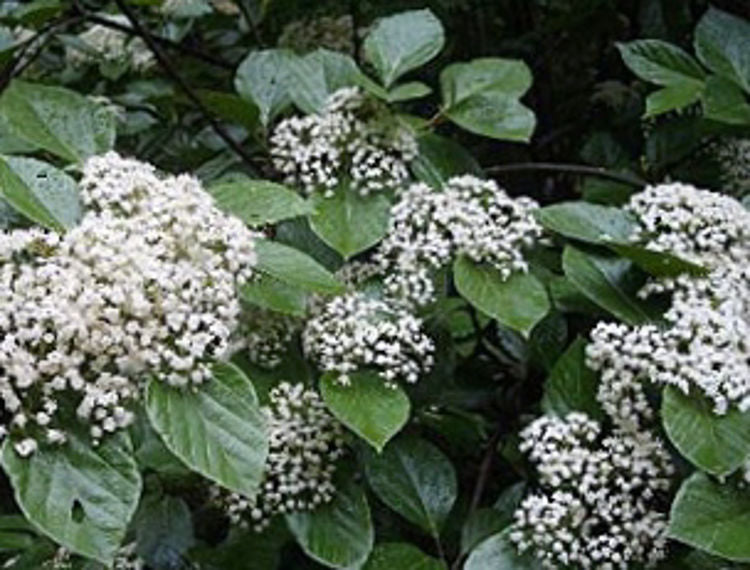 Viburnum japonicum Vibjap Syn Cornus kousa, Japanese Viburnum 200mm