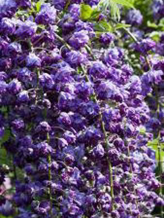 Wisteria floribunda Violacea Plena WisfloVP Purple Double Flowering Japanese Wisteria 200mm