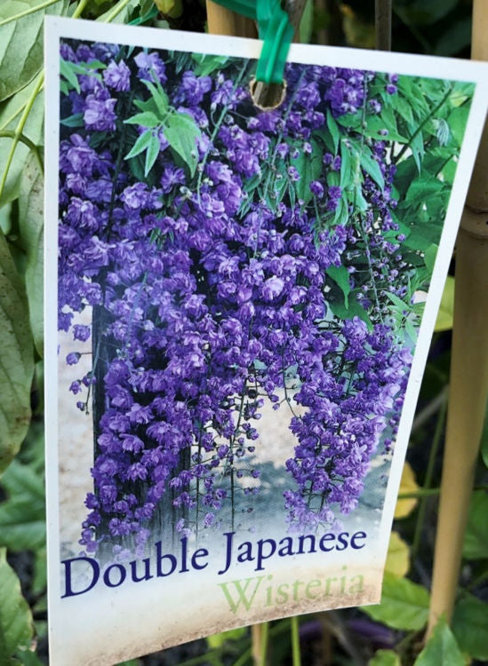 Wisteria floribunda Violacea Plena WisfloVP Purple Double Flowering Japanese Wisteria 200mm