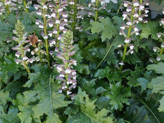 Acanthus mollis Acamol Bears Breeches, Oyster Plant, Bears Foot 140mm