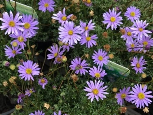 Brachyscome multifida Bramul Cut Leaf Daisy, Rocky Daisy, Hawkesbury Daisy 140mm