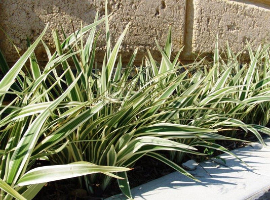 Dianella hybrida Silver Streak DiahybSS Variegated Flax Lily