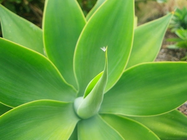 Agave attenuata Agaatt Foxtail Agave, Lions Tail Agave, Swans Neck Agave, Century Plant, Succulent