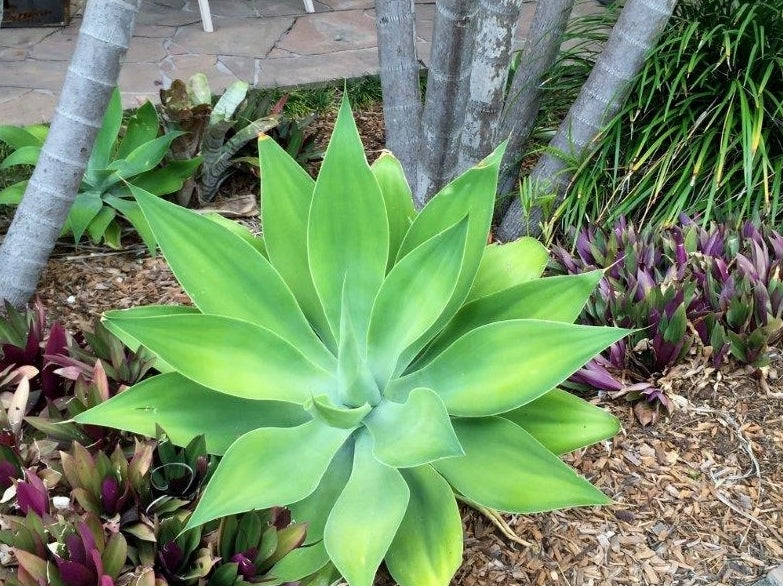 Agave attenuata Agaatt Foxtail Agave, Lions Tail Agave, Swans Neck Agave, Century Plant, Succulent