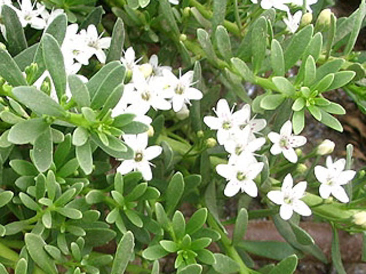 Myoporum parvifolium Broad Leaf MyoparBL Creeping Boobialla, Creeping Myoporum 140mm