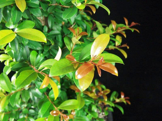 Syzygium australe Pinnacle PBR SyzausPin Lilly Pilly, Brush Cherry, Scrub Cherry, Creek Lilly Pilly, AATS, 200mm