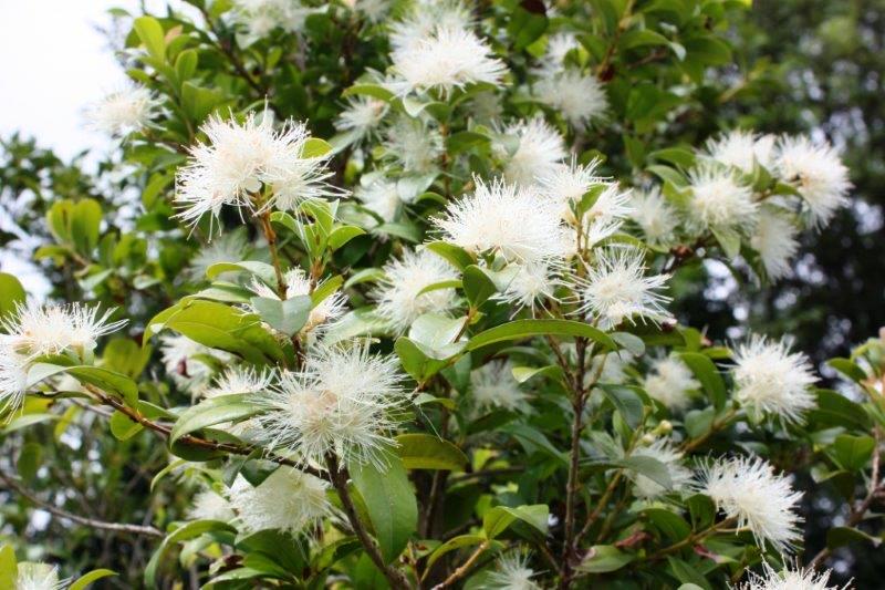 Syzygium australe Pinnacle PBR SyzausPin Lilly Pilly, Brush Cherry, Scrub Cherry, Creek Lilly Pilly, AATS, 200mm