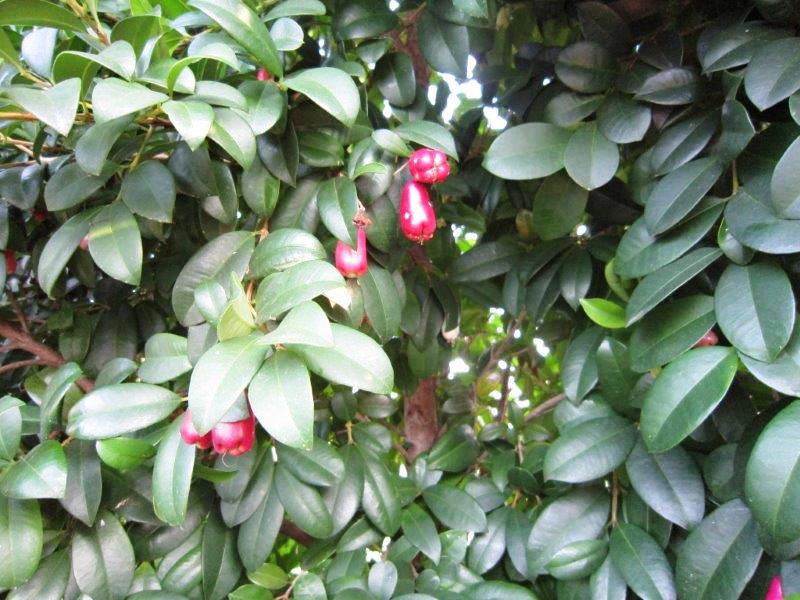 Syzygium australe Pinnacle PBR SyzausPin Lilly Pilly, Brush Cherry, Scrub Cherry, Creek Lilly Pilly, AATS, 200mm