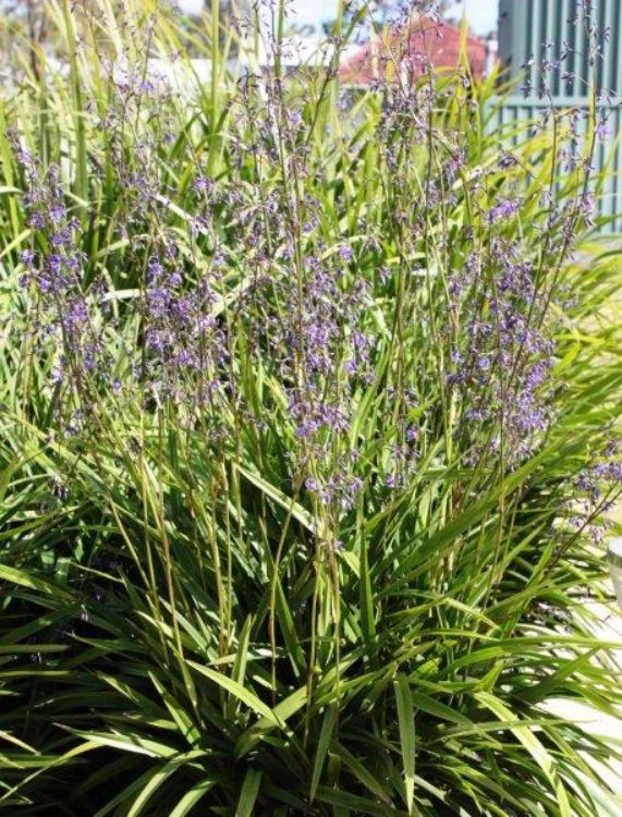 Dianella caerulea Little Jess PBR DiacaeLJ Blue Flax Lily, Blueberry Lily, Paroo Lily, DCMP01