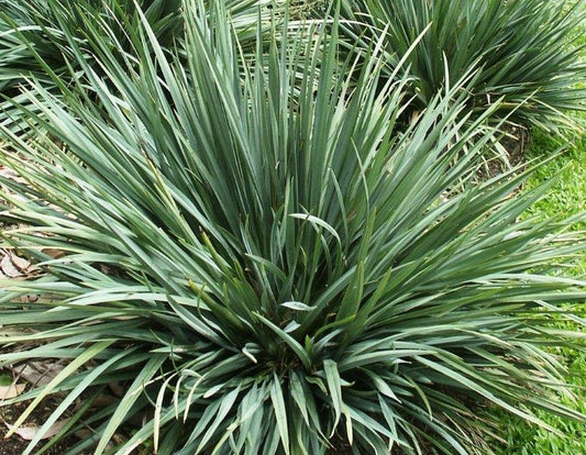 Dianella caerulea Cassa Blue PBR DiacaeCB Blue Flax Lily, Blueberry Lily, Paroo Lily, DBB03