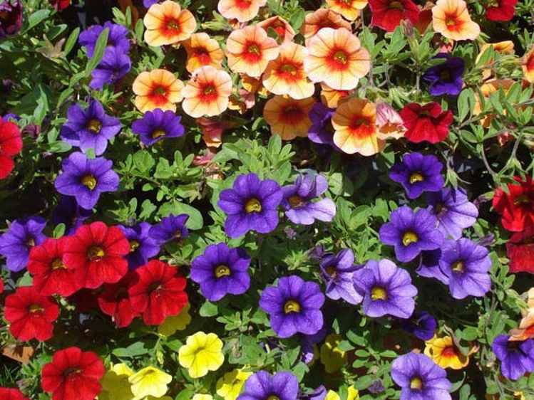 Calibrachoa hybrida Calhybr Mini Petunia, Million Bells 140mm