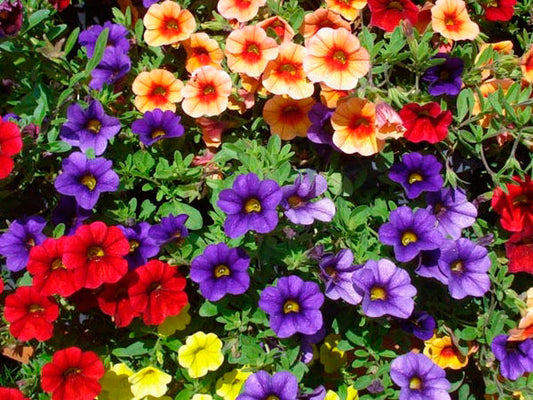 Calibrachoa hybrida Calhybr Mini Petunia, Million Bells 140mm