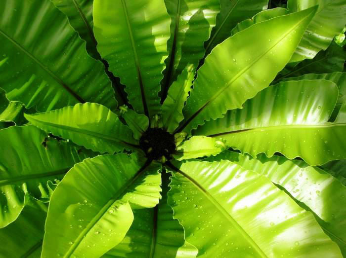 Asplenium nidus Aspnid Birds Nest Fern