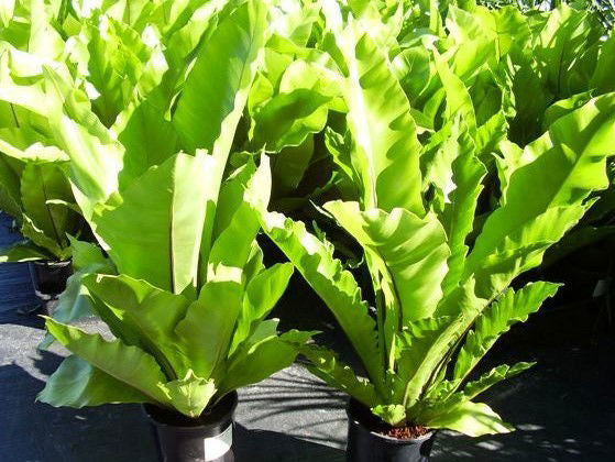 Asplenium nidus Aspnid Birds Nest Fern