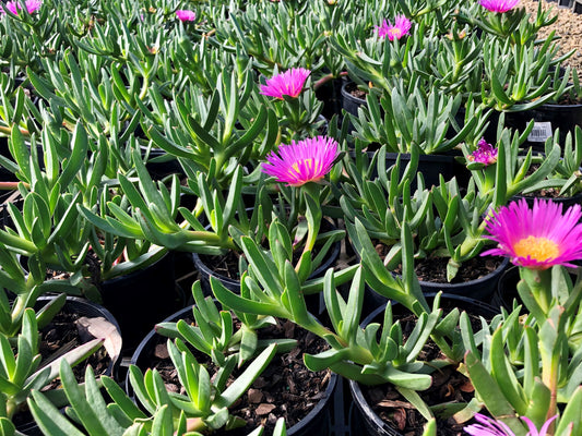 Carpobrotus rossii Carros Syn Mesembryanthemum rossii, Karkalla, Native Pigface