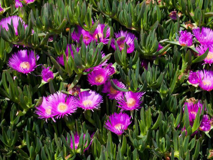 Carpobrotus glaucescens Carglau Syn Carpobrotus abbreviatus, Mesembryanthemum glaucescens, Pigface, Angular Sea Fig, Ice Plant