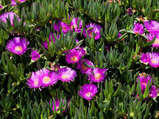 Carpobrotus glaucescens Carglau Syn Carpobrotus abbreviatus, Mesembryanthemum glaucescens, Pigface, Angular Sea Fig, Ice Plant