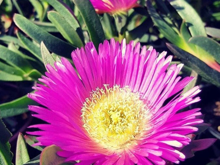 Carpobrotus glaucescens Carglau Syn Carpobrotus abbreviatus, Mesembryanthemum glaucescens, Pigface, Angular Sea Fig, Ice Plant