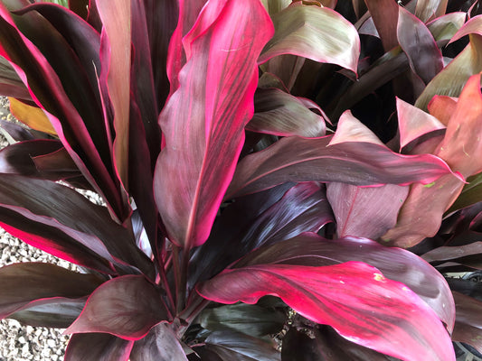 Cordyline rubra Corrub Red Leaved Cabbage Tree, Cabbage Palm 200mm