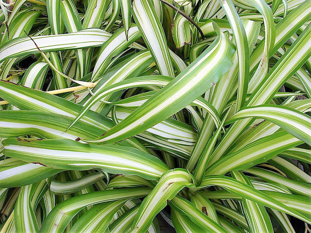 Chlorophytum comosum Chlcom Spider Plant, Airplane Plant, Spider Ivy, Ribbon Plant