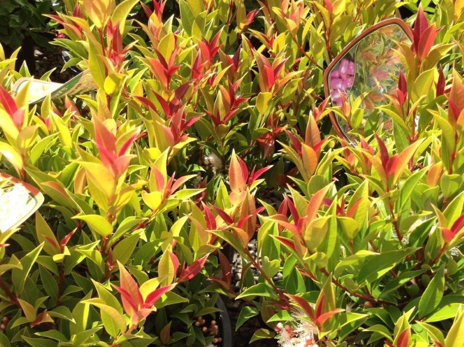 Syzygium australe Winter Lights SyzausWL Lilly Pilly, Brush Cherry, Psyllid Resistant Lilly Pilly