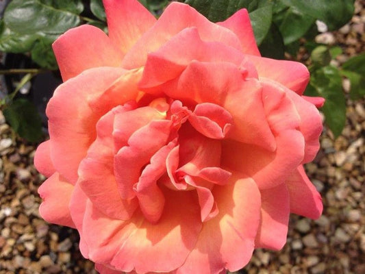 Rosa Chicago Peace RosCP Hybrid Tea Rose, 200mm