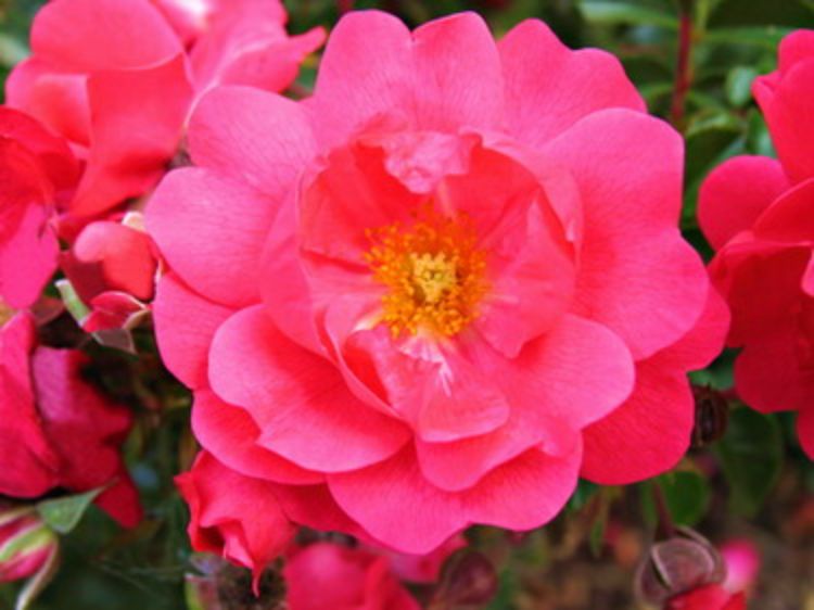 Rosa Flower Carpet Pink RosFCP Flower Carpet Rose, Ground Cover Rose, Groundcover Rose 140mm