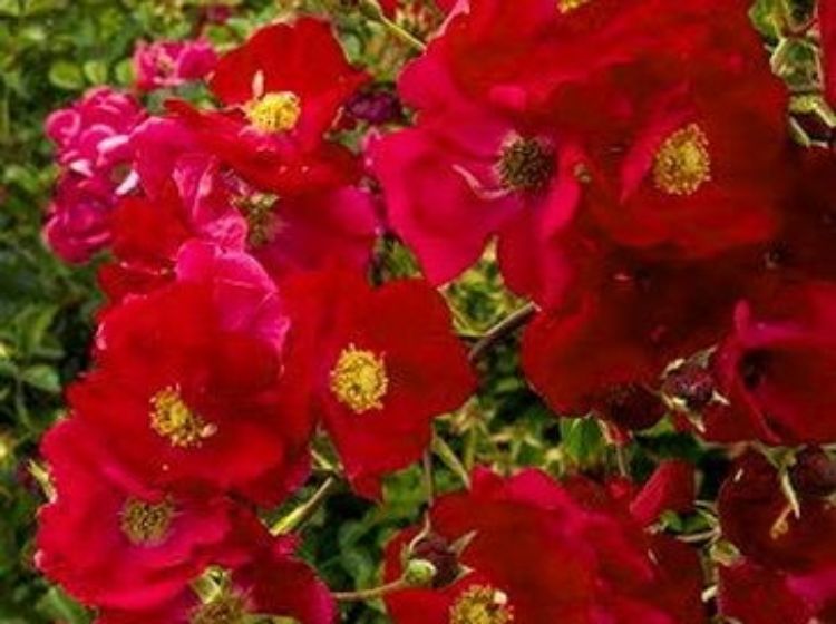 Rosa Flower Carpet Red RosFCR Flower Carpet Rose, Ground Cover Rose, Groundcover Rose