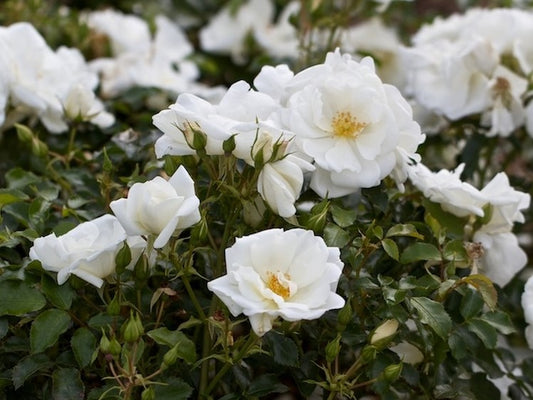 Rosa Flower Carpet White RosFCW Flower Carpet Rose, Ground Cover Rose, Groundcover Rose 140mm