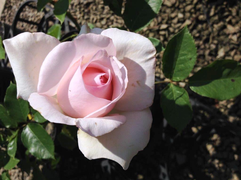 Rosa Mothers Love RosMLo Hybrid Tea Rose 200mm