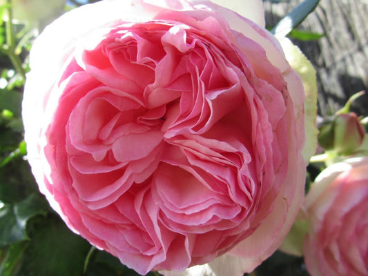 Rosa Pierre De Ronsard RosPDR Old Fashioned Rose, Old World Rose, Climbing Rose, 200mm