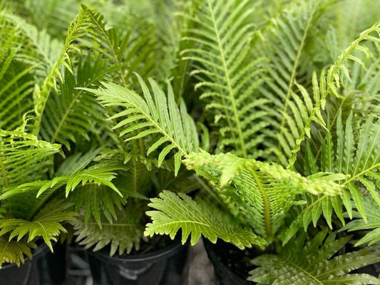 Blechnum gibbum Silver Lady BlegibSL Dwarf Tree Fern, Silver Lady Fern, Norfolk Island Water