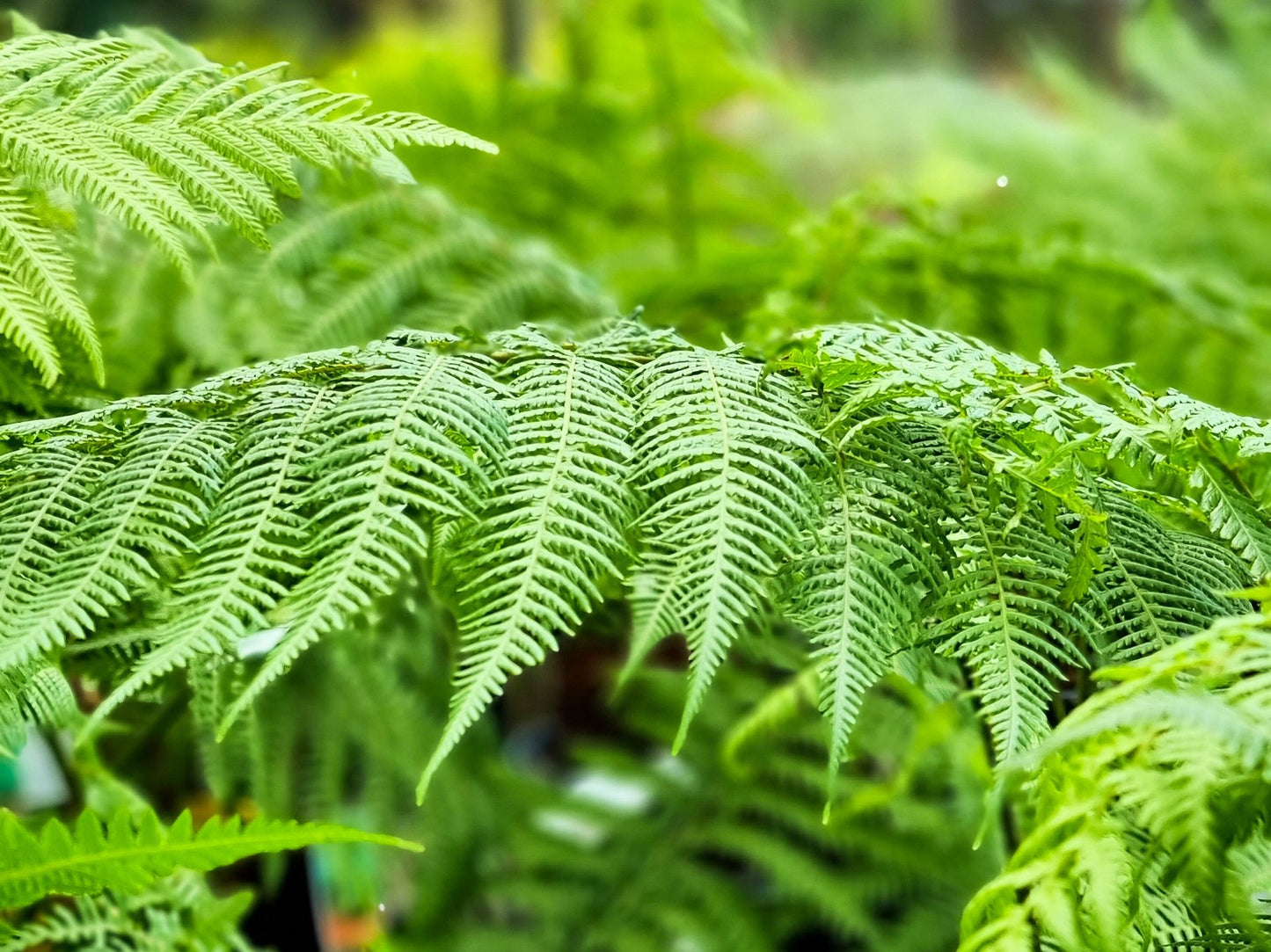 Dicksonia antarctica Dicant Soft Tree Fern, Man Fern, Tasmanian Tree Fern