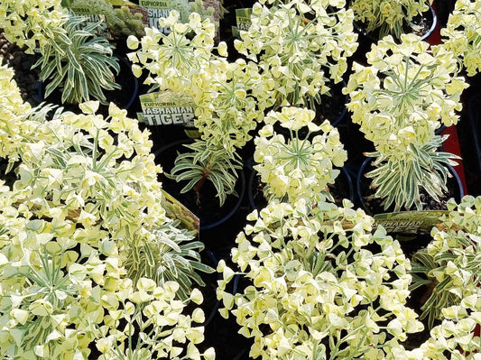 Euphorbia wulfenii variegata Tasmanian Tiger EupwvTT Variegated Spurge 140mm