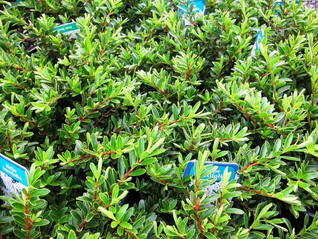 Hebe buxifolia Hebbux Syn Veronica odora, Hebe odora, Veronica, Box Leaf Hebe, Boxwood Heb