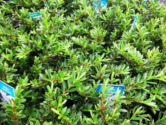 Hebe buxifolia Hebbux Syn Veronica odora, Hebe odora, Veronica, Box Leaf Hebe, Boxwood Heb