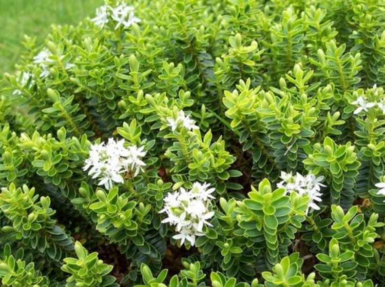 Hebe buxifolia Hebbux Syn Veronica odora, Hebe odora, Veronica, Box Leaf Hebe, Boxwood Heb