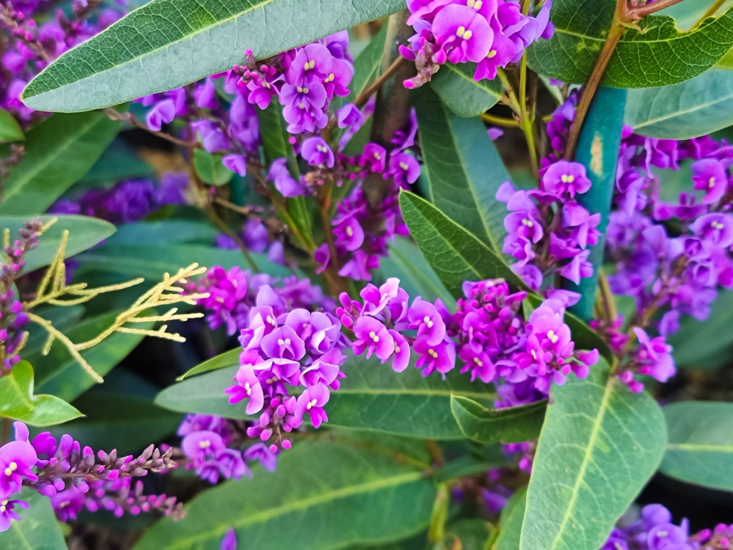 Hardenbergia violacea Harvio Syn Glycine violacea, Glycine virens, False Sarsaparilla, Coral Pea, Happy Wanderer, Native Wisteria