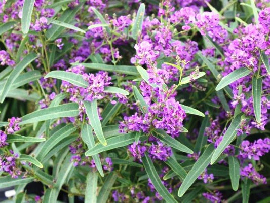 Hardenbergia violacea Meema PBR HarvioMee False Sarsaparilla, Purple Coral Pea, Happy Wanderer, Native Wisteria, HB1