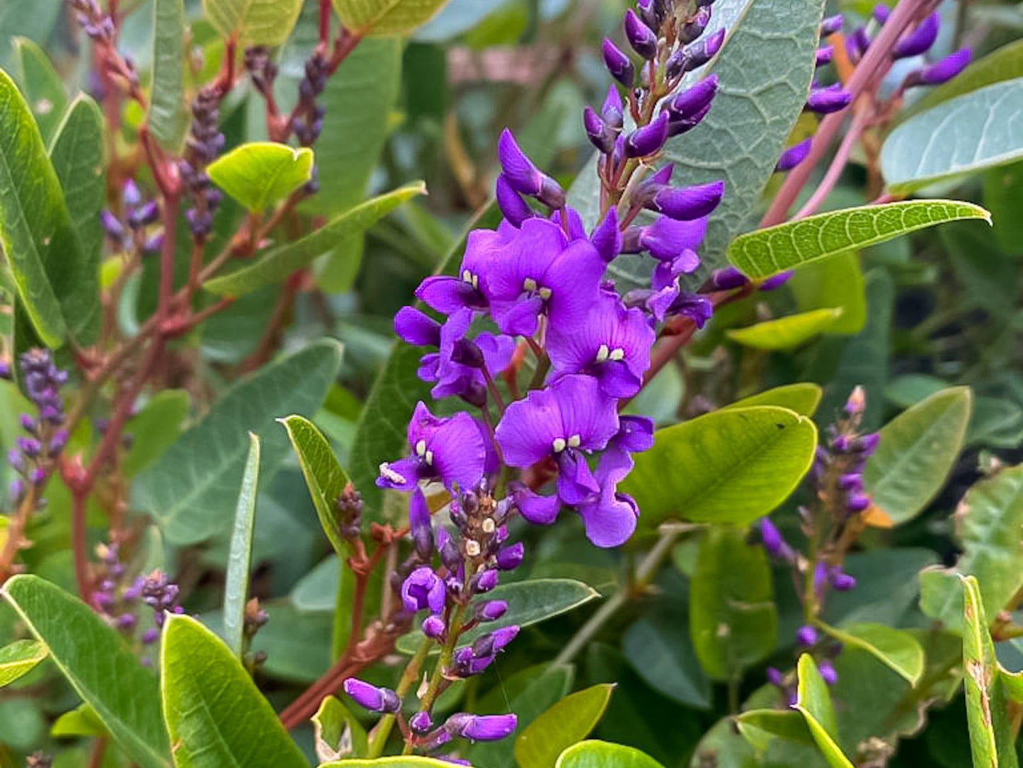 Hardenbergia violacea Mini Haha HarvioMH Dwarf False Sarsaparilla, Dwarf Purple Coral Pea, Dwarf Happy Wanderer, Dwarf Native Wisteria 140mm