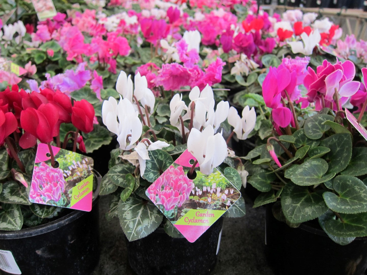 Cyclamen Assorted CycAss